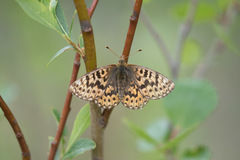 Boloria freija
