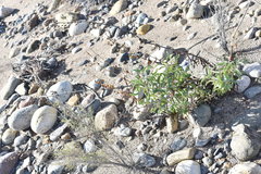 Penstemon spectabilis subinteger