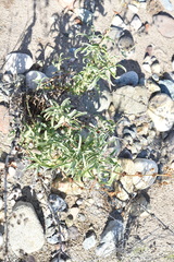 Penstemon spectabilis subinteger