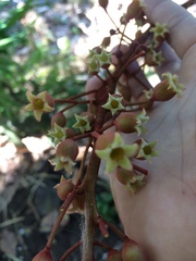 Sterculia stipulata