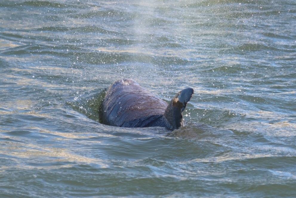 Tursiops erebennus