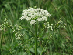 Ostericum palustre