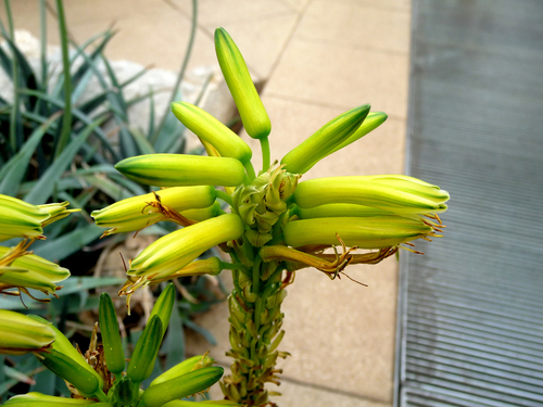 Aloe vacillans