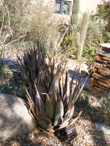Aloe vacillans