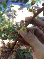 Sterculia stipulata