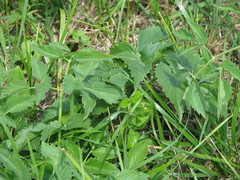Ostericum palustre