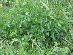 Ostericum palustre
