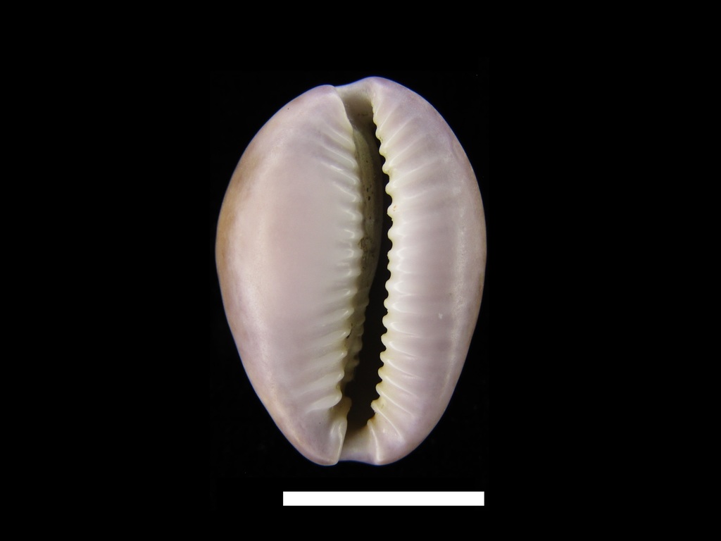Porous Cowrie