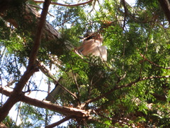 Garrulus glandarius japonicus