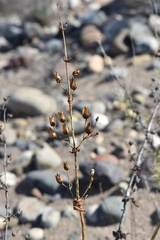 Penstemon spectabilis subinteger