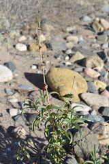 Penstemon spectabilis subinteger