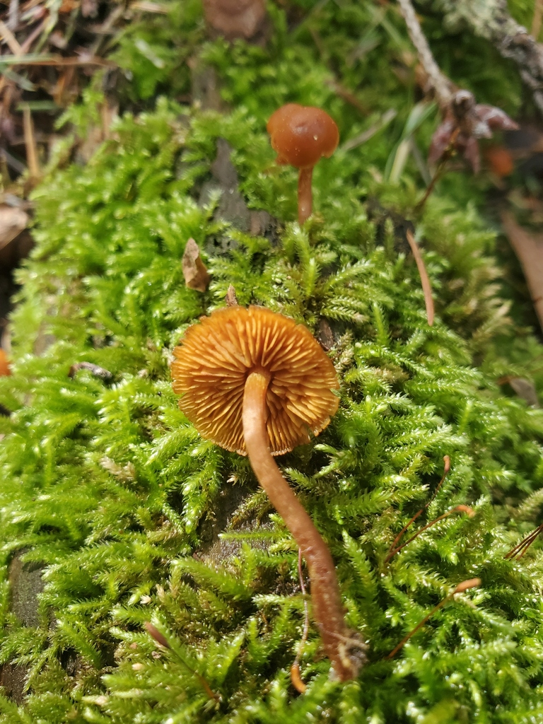 Galerina marginata · February 2026 · photo: © arlenedevitt (iNaturalist, cc-by)