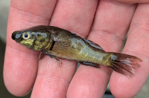 Pacifische dikkop-slaapgrondel (Dormitator latifrons) — Eleotridae — 2