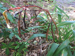 Phormium cookianum hookeri