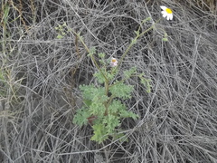 Perityle crassifolia robusta