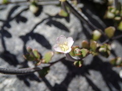 Epilobium microphyllum
