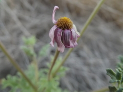 Perityle crassifolia robusta