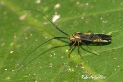 Dictyopsocus pennicornis