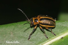 Endocephalus lineatus