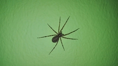 Acanthoctenus