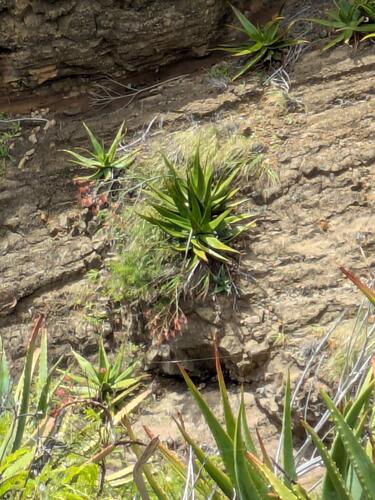 African Aloe (Aloe secundiflora)
