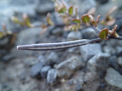Epilobium microphyllum