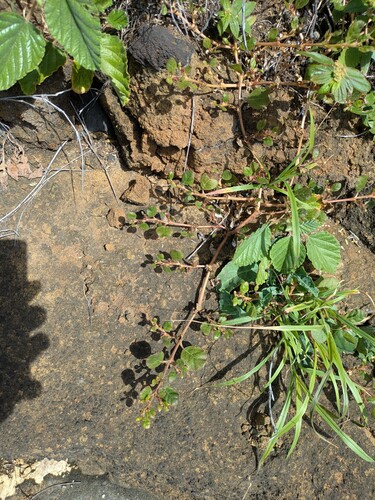 Trianthema portulacastrum observed 2026-02-16