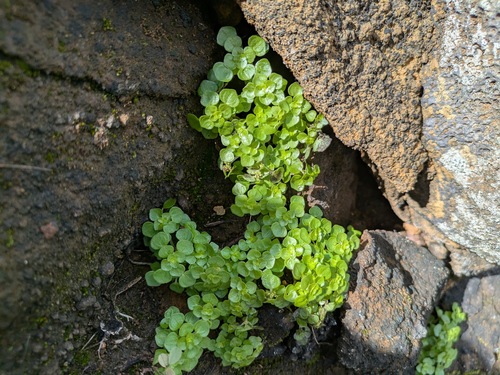 Pilea peploides observed 2026-02-16