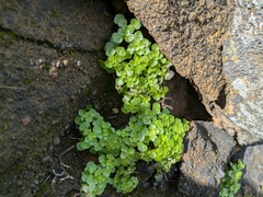 (c) Kevin Faccenda, some rights reserved (CC BY) Pilea peploides, photograph (c) Kevin Faccenda, some rights reserved (CC BY)