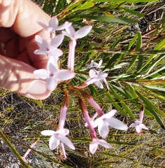 Erica jasminiflora