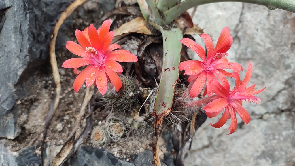 Matucana krahnii, Peru
