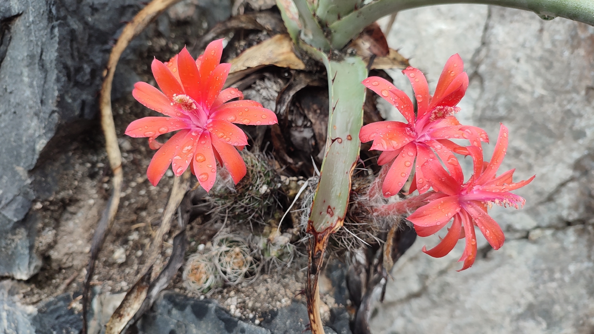Matucana krahnii
