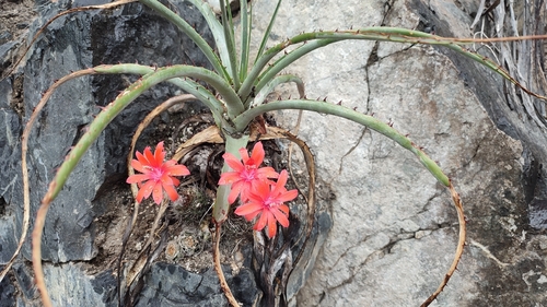 Matucana krahnii