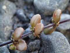 Epilobium microphyllum