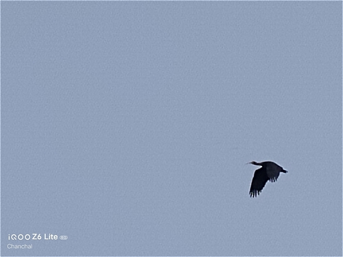 Red-naped Ibis
