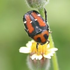 Gametis versicolor