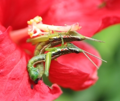 Neorthacris