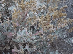 Atriplex barclayana
