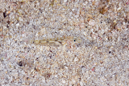 Bartail goby (Coryphopterus thrix) — Gobiidae — 5