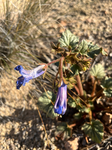 iNaturalist observation photo of Phacelia campanularia vasiformis