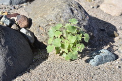 Amauria rotundifolia