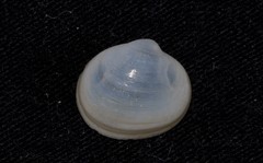 Scintillula solida