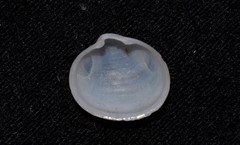 Scintillula solida