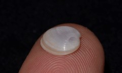 Scintillula solida