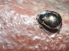 Brachyplatys punctipes