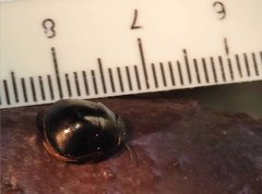 Brachyplatys punctipes