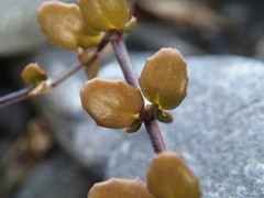 Epilobium microphyllum
