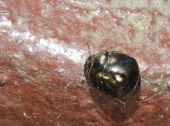 Brachyplatys punctipes