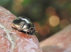 Brachyplatys punctipes