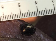 Brachyplatys punctipes